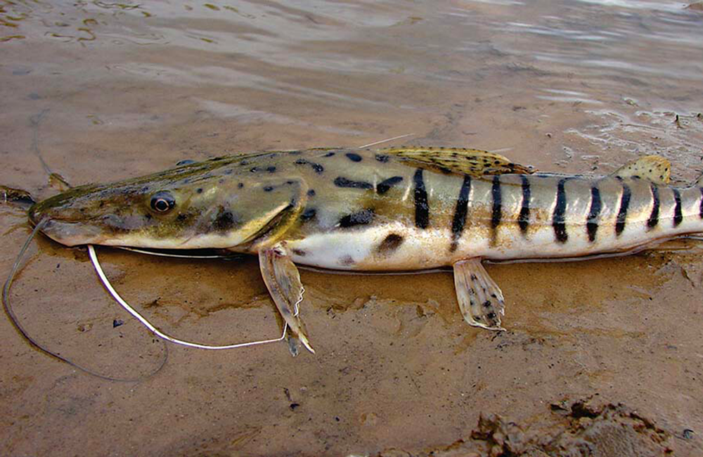 pesca de surubí