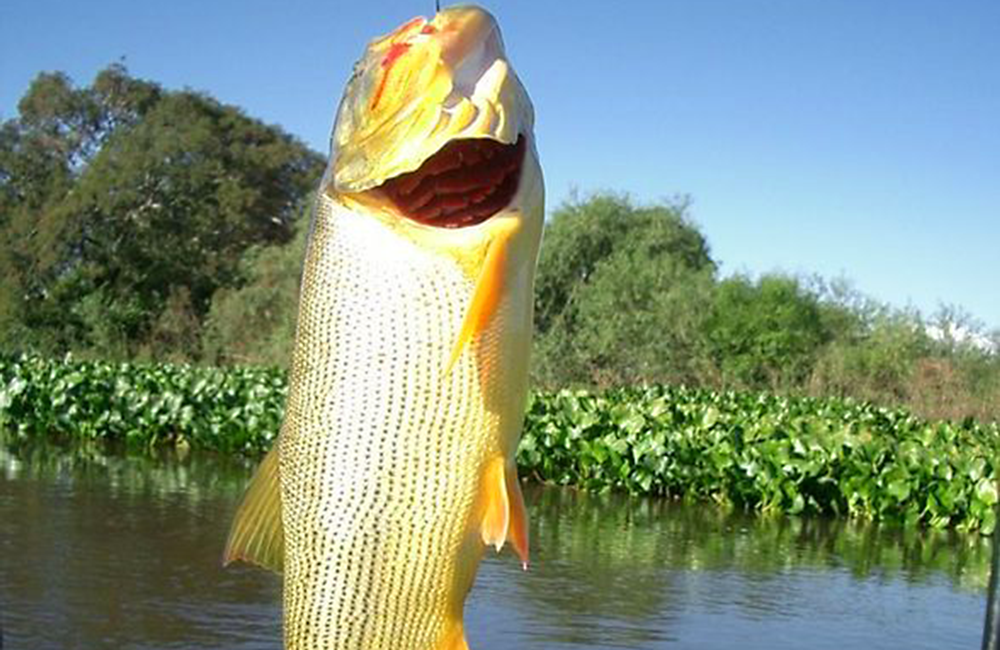 pesca deportiva en provincia de santa fé