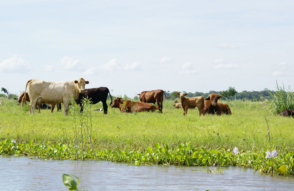 safari-fotográfico